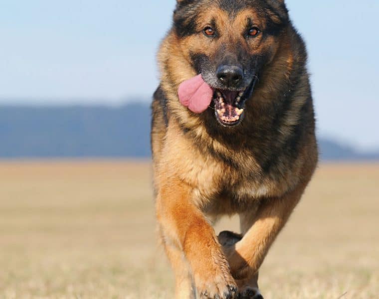 German Shepherd Portrait