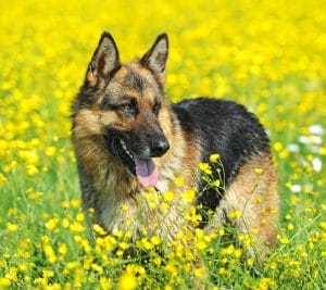 German Shepherd Portrait