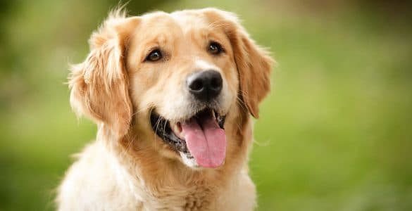 Golden Retriever Portrait