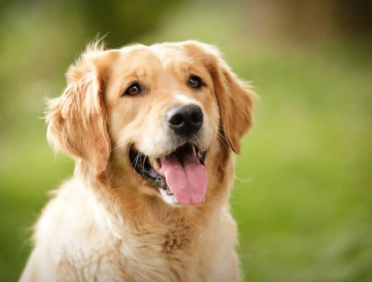 Golden Retriever Portrait