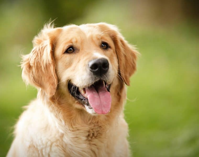 Golden Retriever Portrait