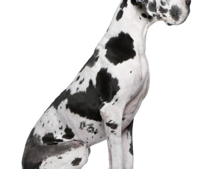 Great Dane Portrait
