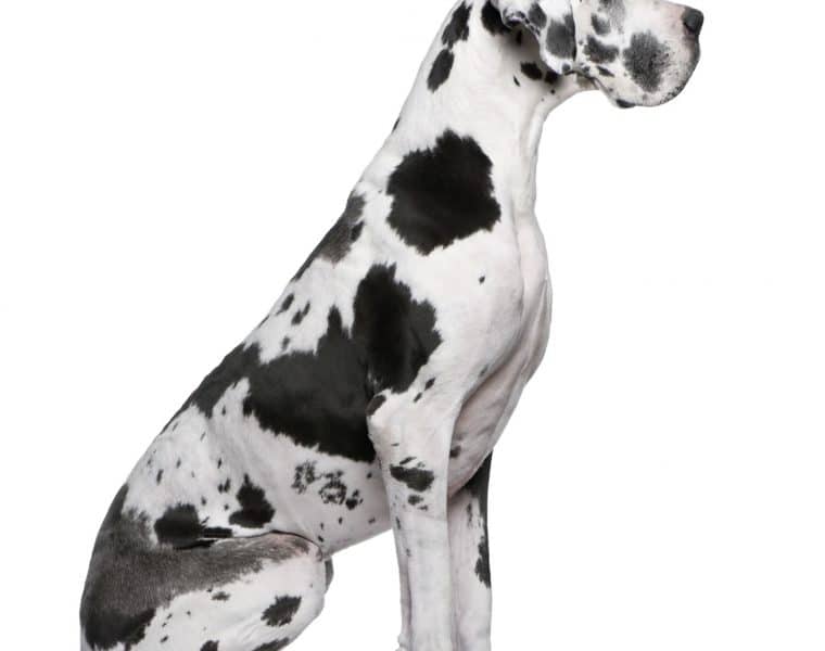 Great Dane Portrait