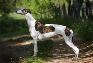 Greyhound Portrait