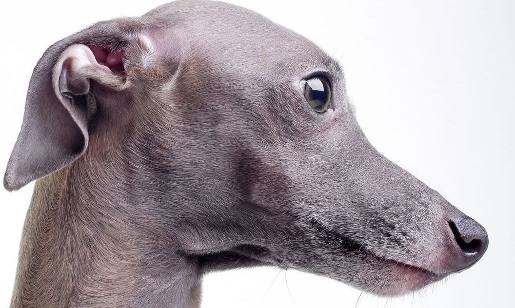 Italian Greyhound Portrait