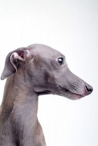 Italian Greyhound Portrait