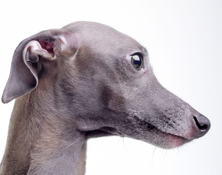 Italian Greyhound Portrait
