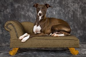 Italian Greyhound Portrait