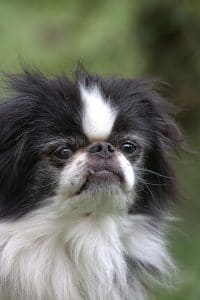 Japanese Chin Portrait