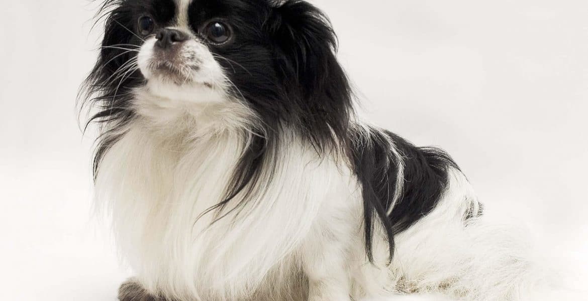 Japanese Chin Portrait