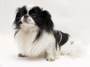 Japanese Chin Portrait