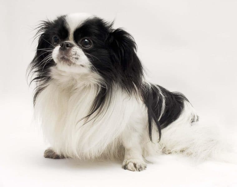 Japanese Chin Portrait