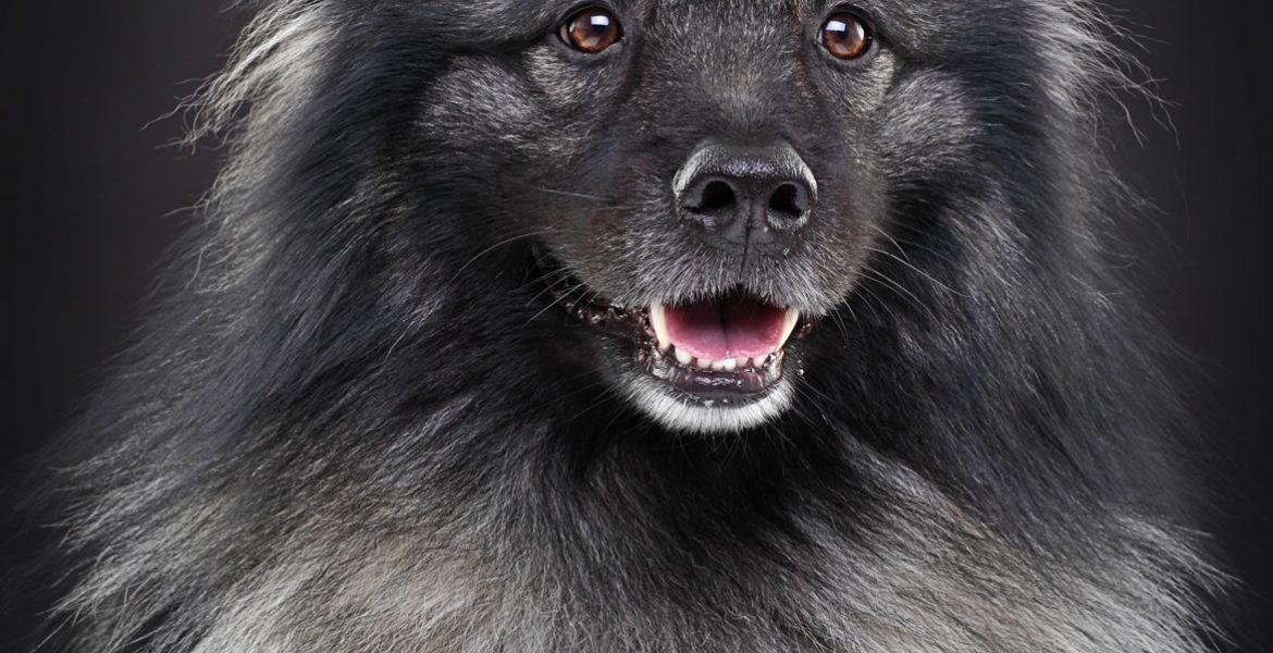 Keeshond Portrait