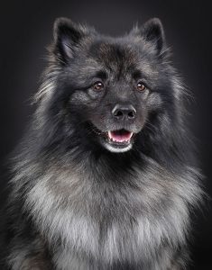 Keeshond Portrait