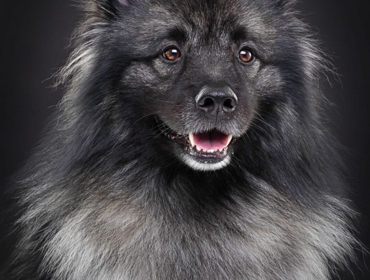 Keeshond Portrait