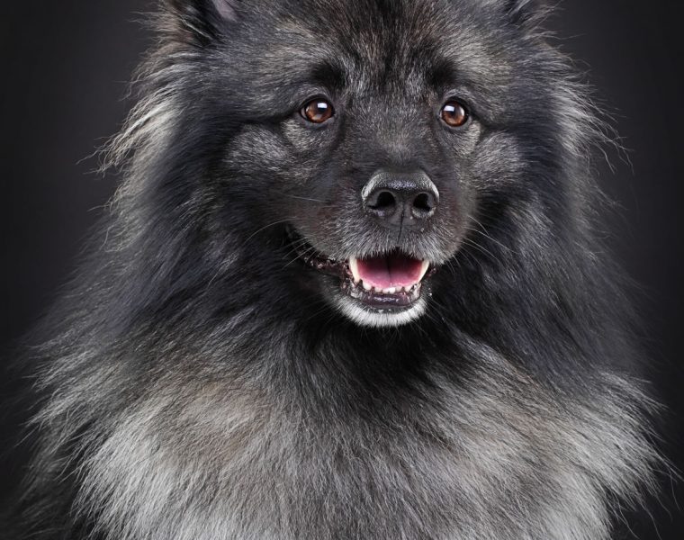 Keeshond Portrait