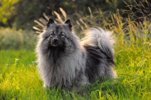 Keeshond Portrait