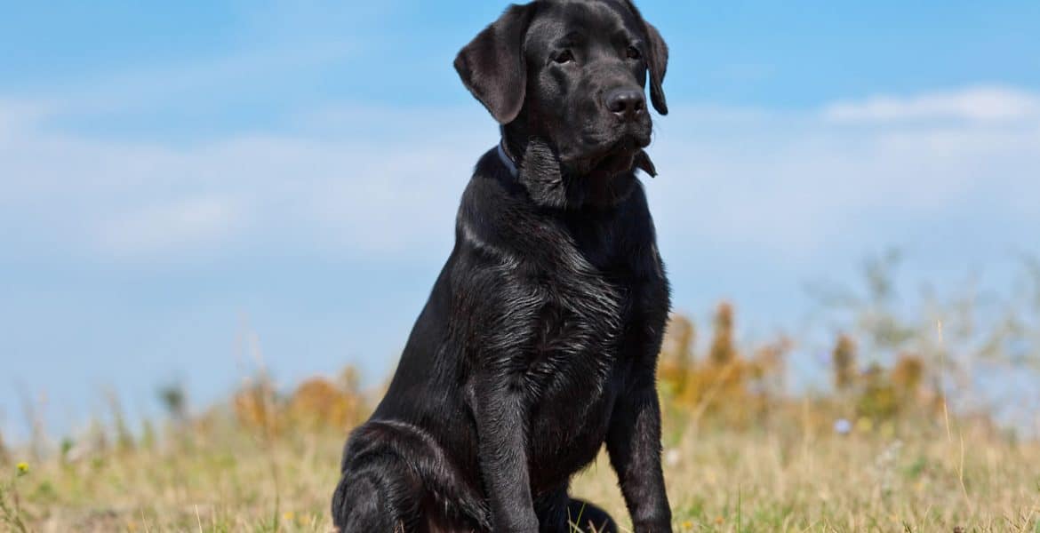 Labrador