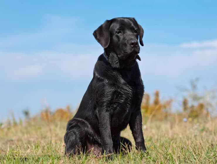 Labrador