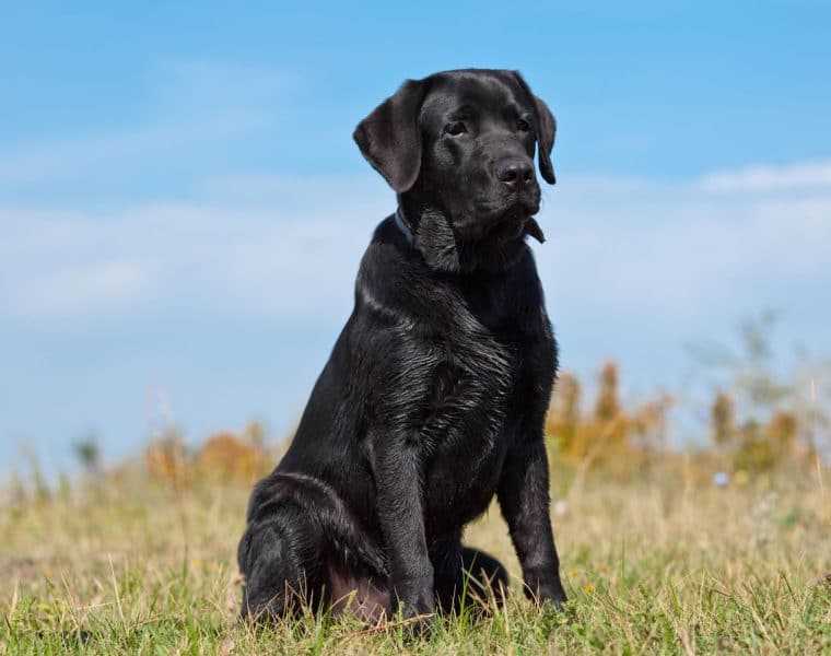 Labrador