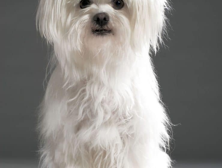 Maltese Portrait