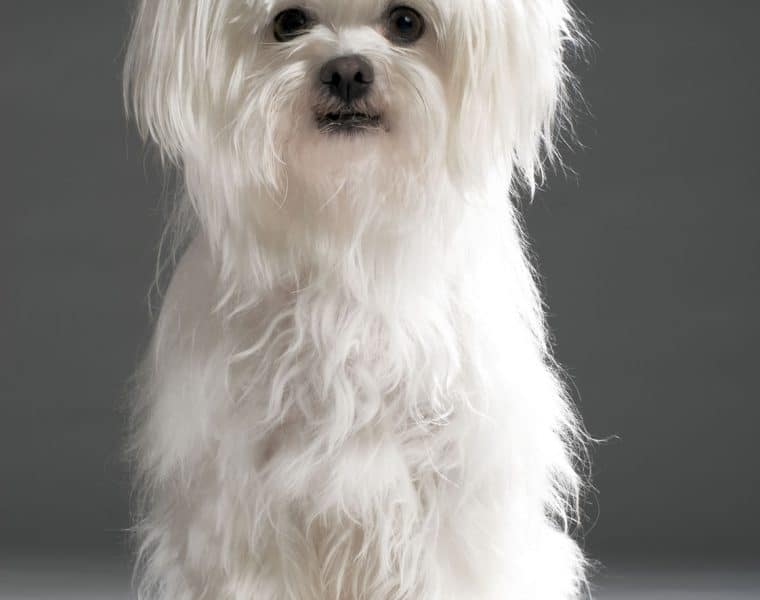 Maltese Portrait