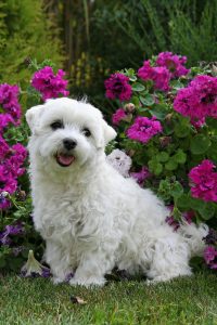 Maltese Portrait