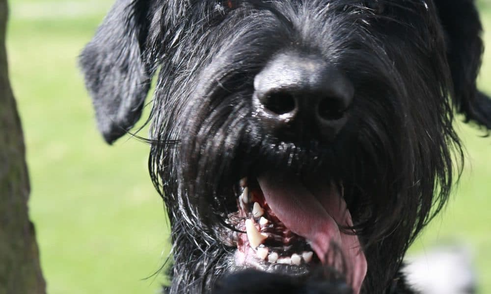 Giant Schnauzer Portrait