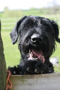 Giant Schnauzer Portrait