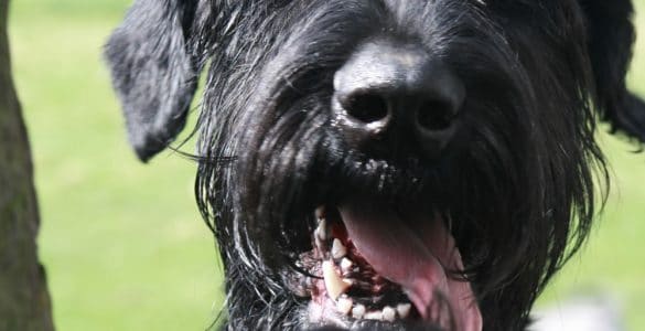 Giant Schnauzer Portrait