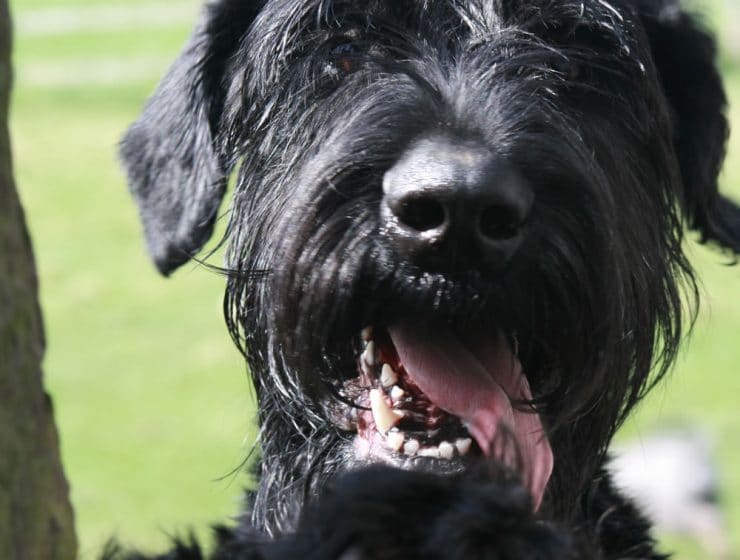 Giant Schnauzer Portrait