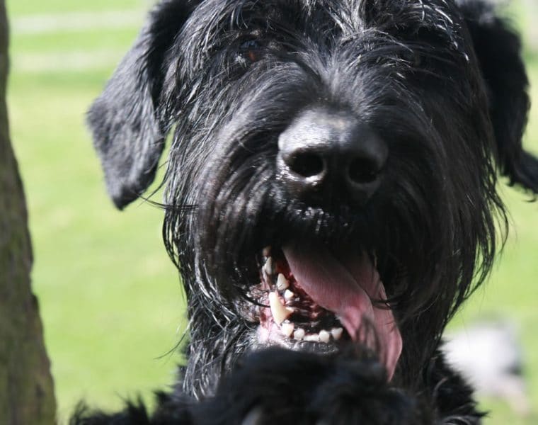 Giant Schnauzer Portrait