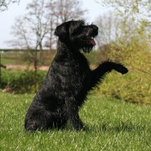 Giant Schnauzer Portrait