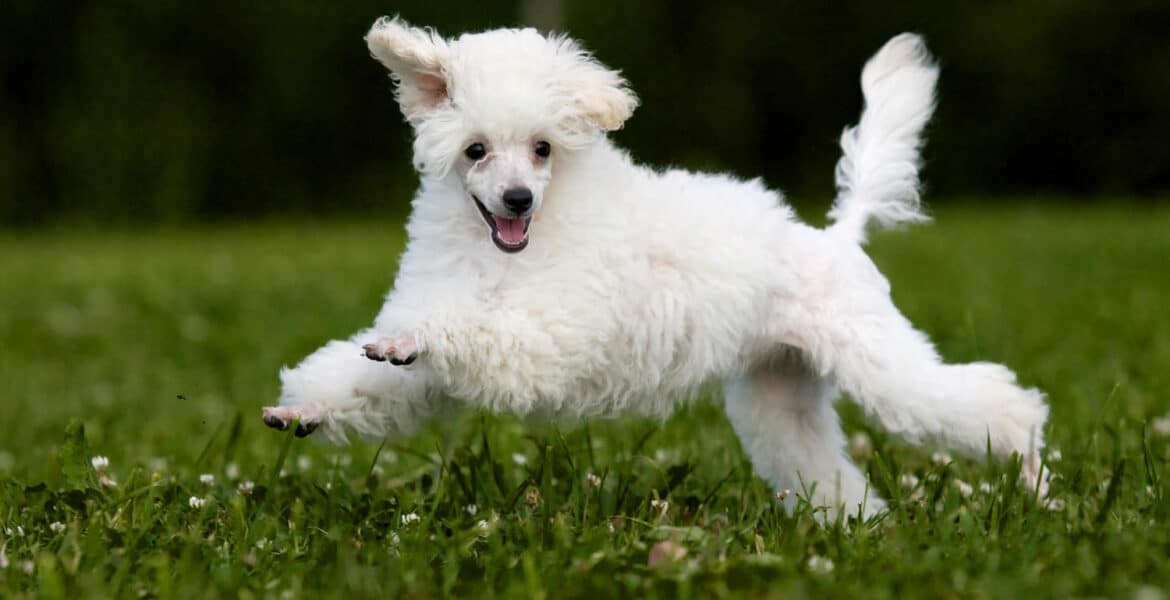 Miniature Poodle Portrait