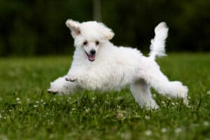 Miniature Poodle Portrait