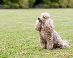 Miniature Poodle Portrait