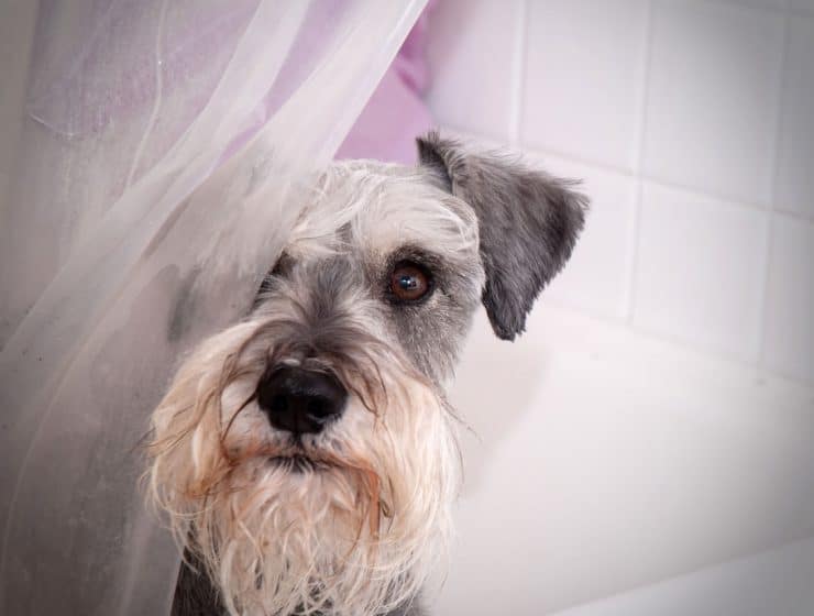 Miniature Schnauzer Portrait