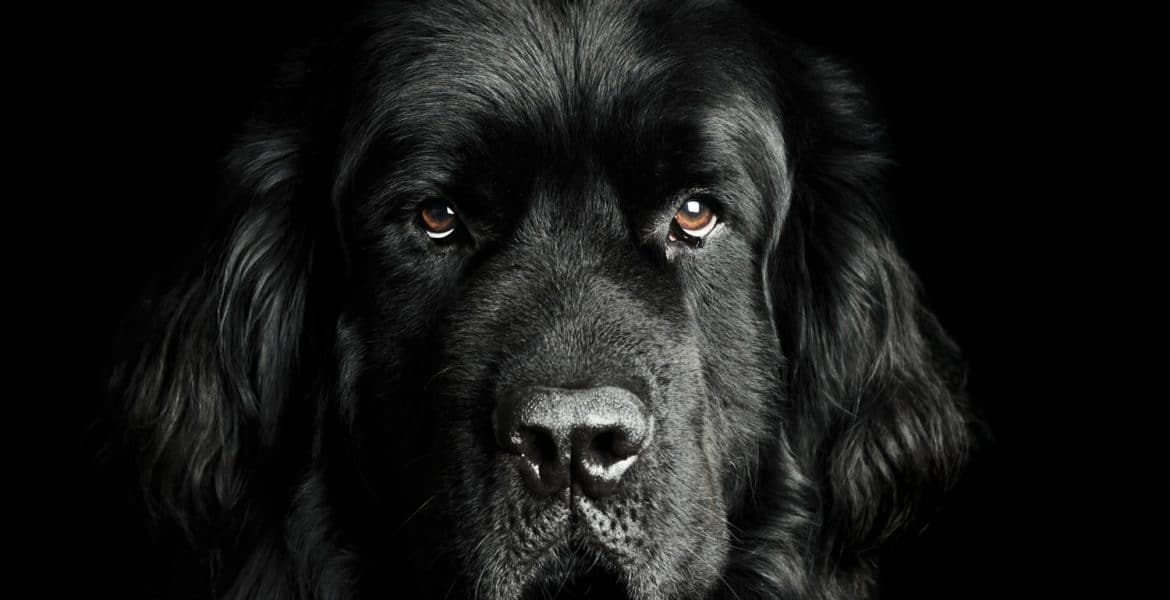 Newfoundland Portrait