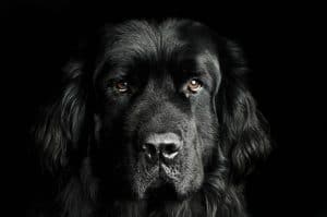 Newfoundland Portrait