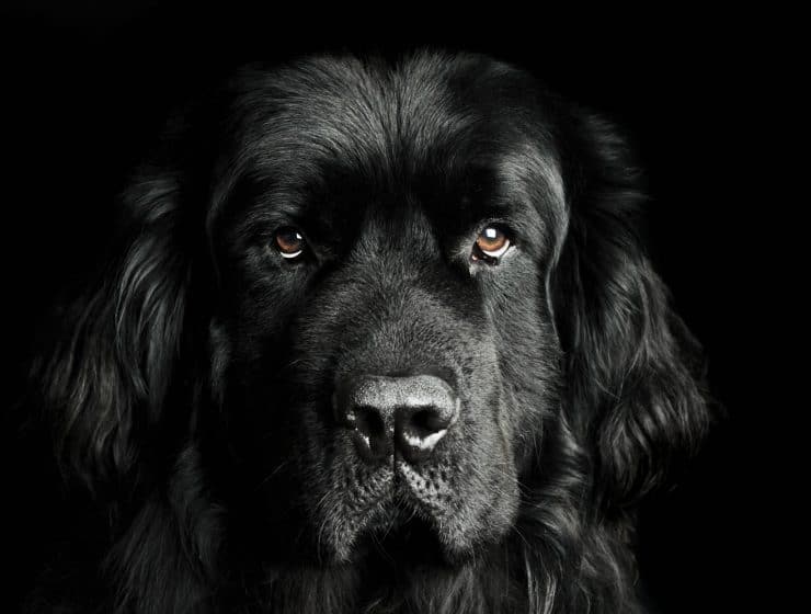 Newfoundland Portrait