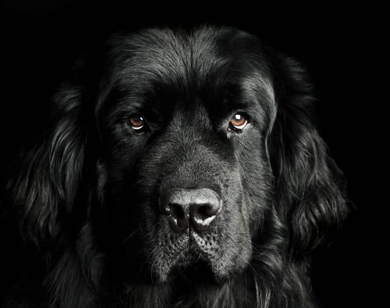 Newfoundland Portrait