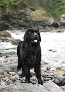 Newfoundland Portrait