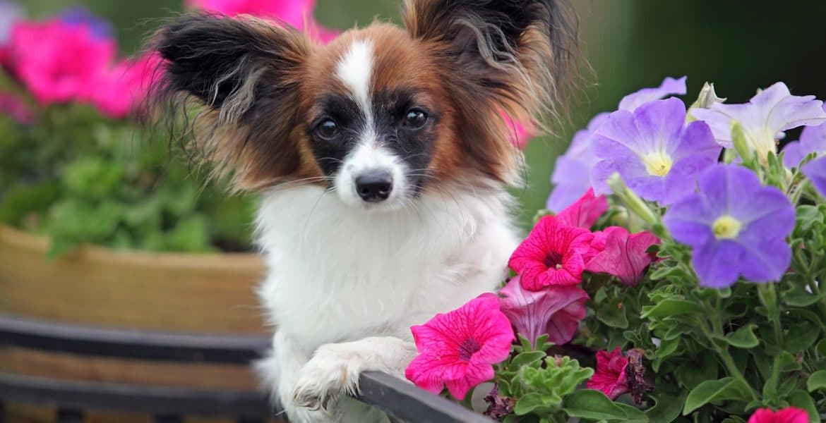 Papillon Portrait