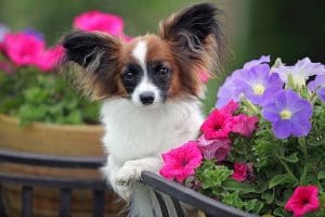 Papillon Portrait