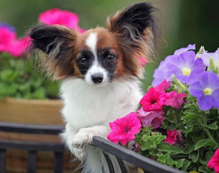 Papillon Portrait