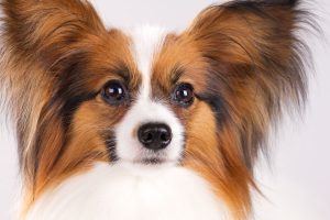 Papillon Portrait