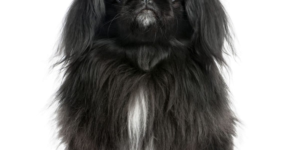 Pekingese