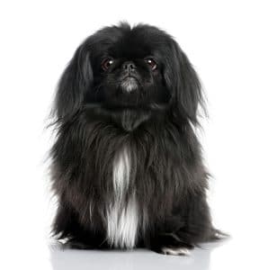 Pekingese