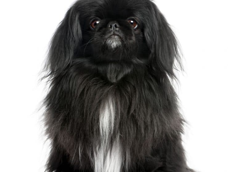 Pekingese