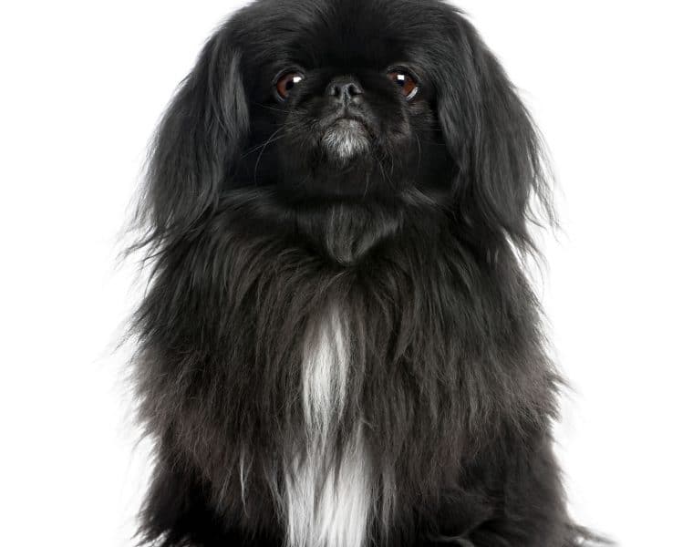 Pekingese